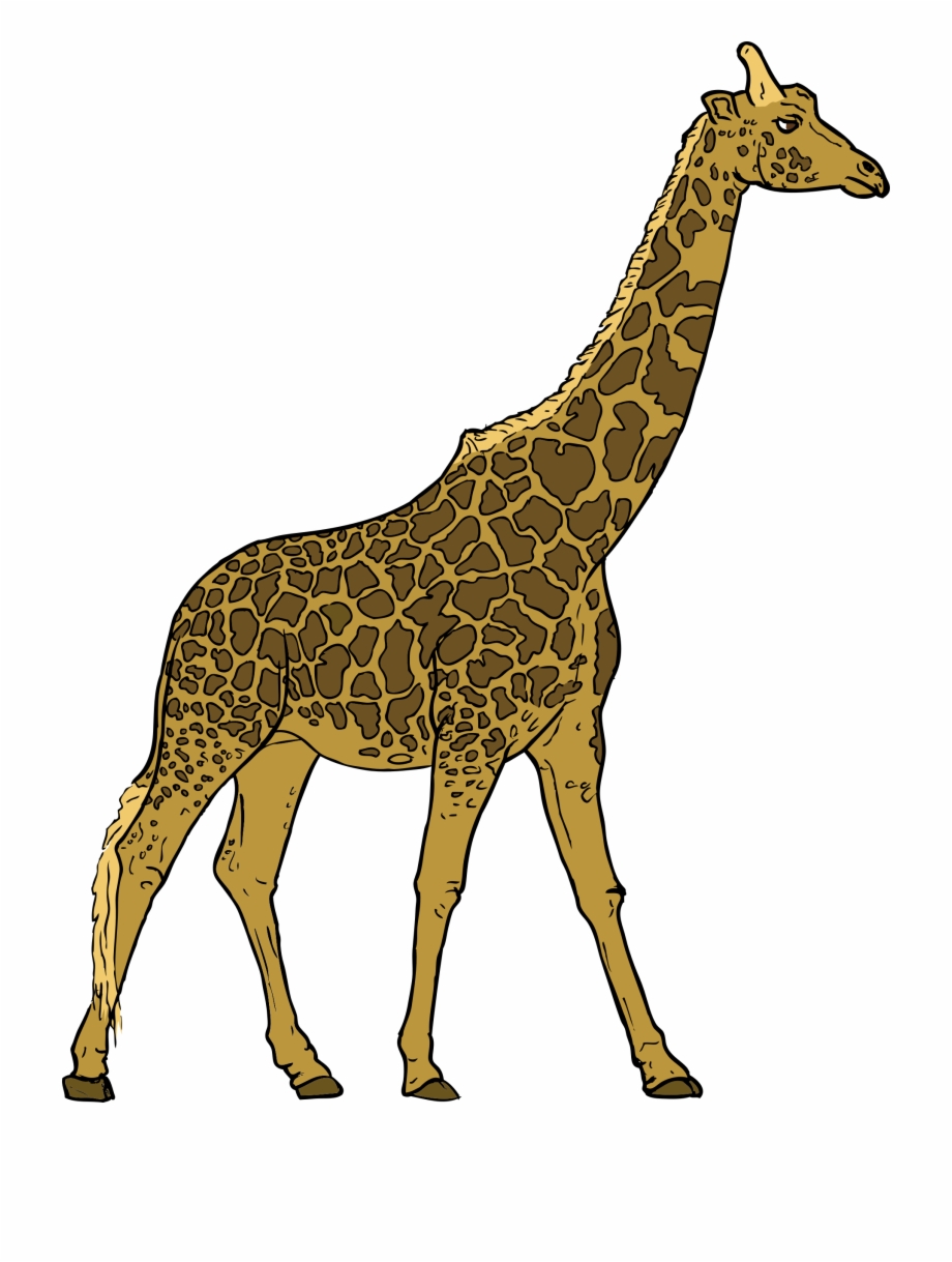 giraffe clipart cool
