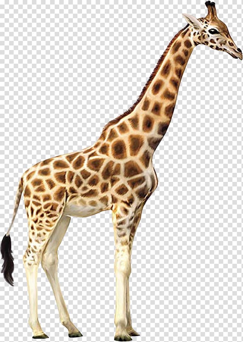 giraffe clipart gerald