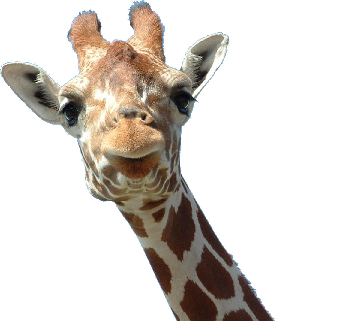 giraffe clipart neck head