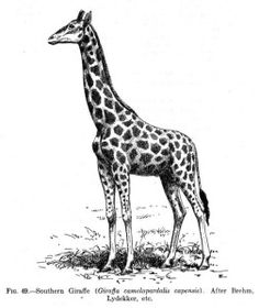 giraffe clipart vintage