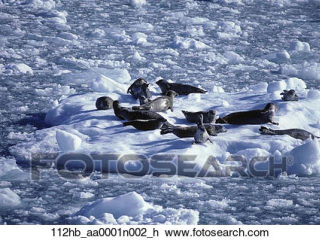 Glacier clipart ice floe. Free download clip art
