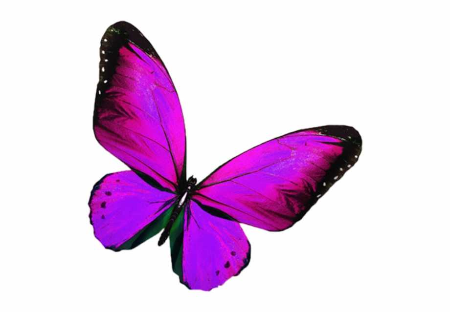 glitter clipart light pink butterfly