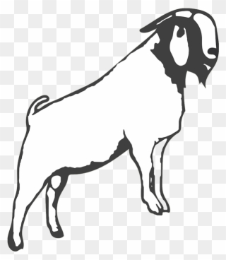 goat clipart boer goat