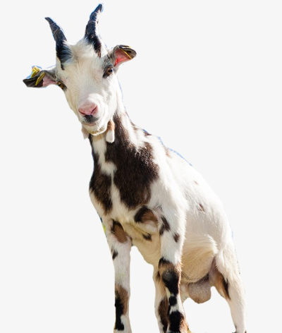 Download free png animal. Goat clipart cinderella