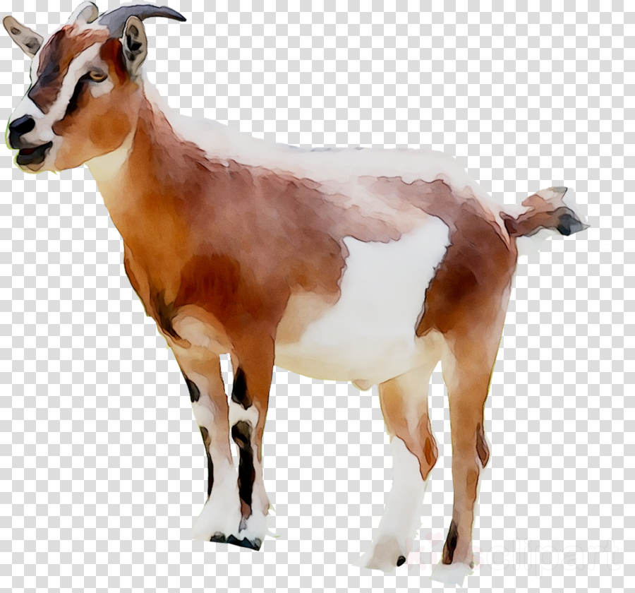 goat clipart cow