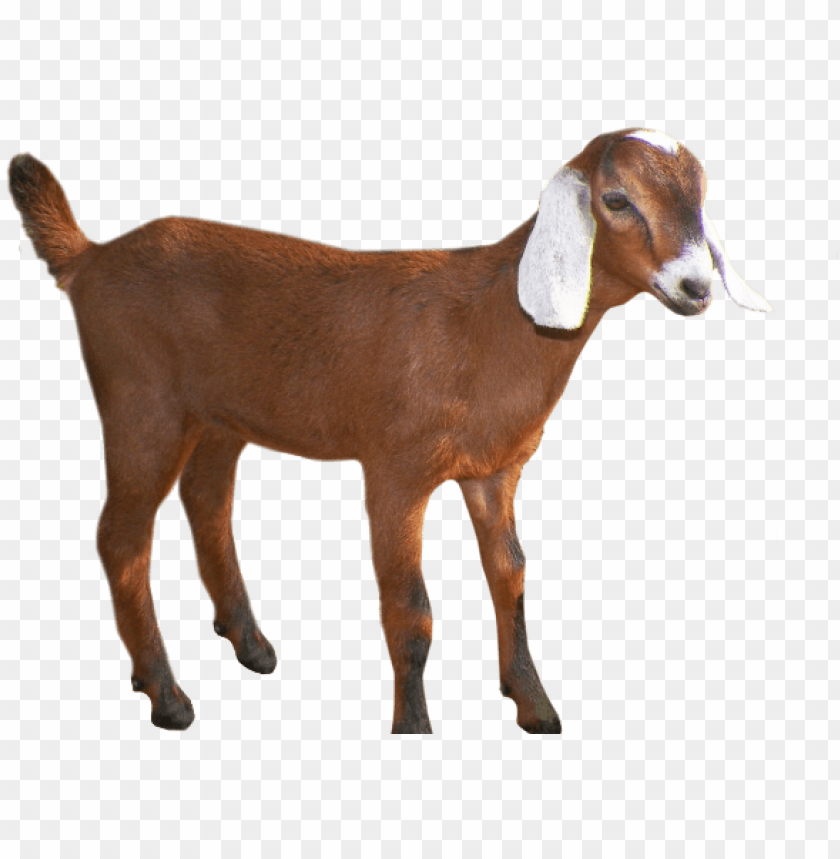 goat clipart gaot