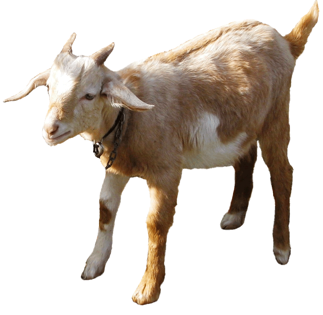 Goat clipart goat grazing.  best happy hegoat