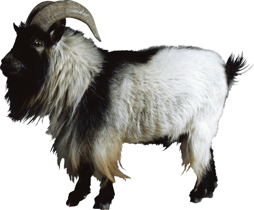 goat clipart gray