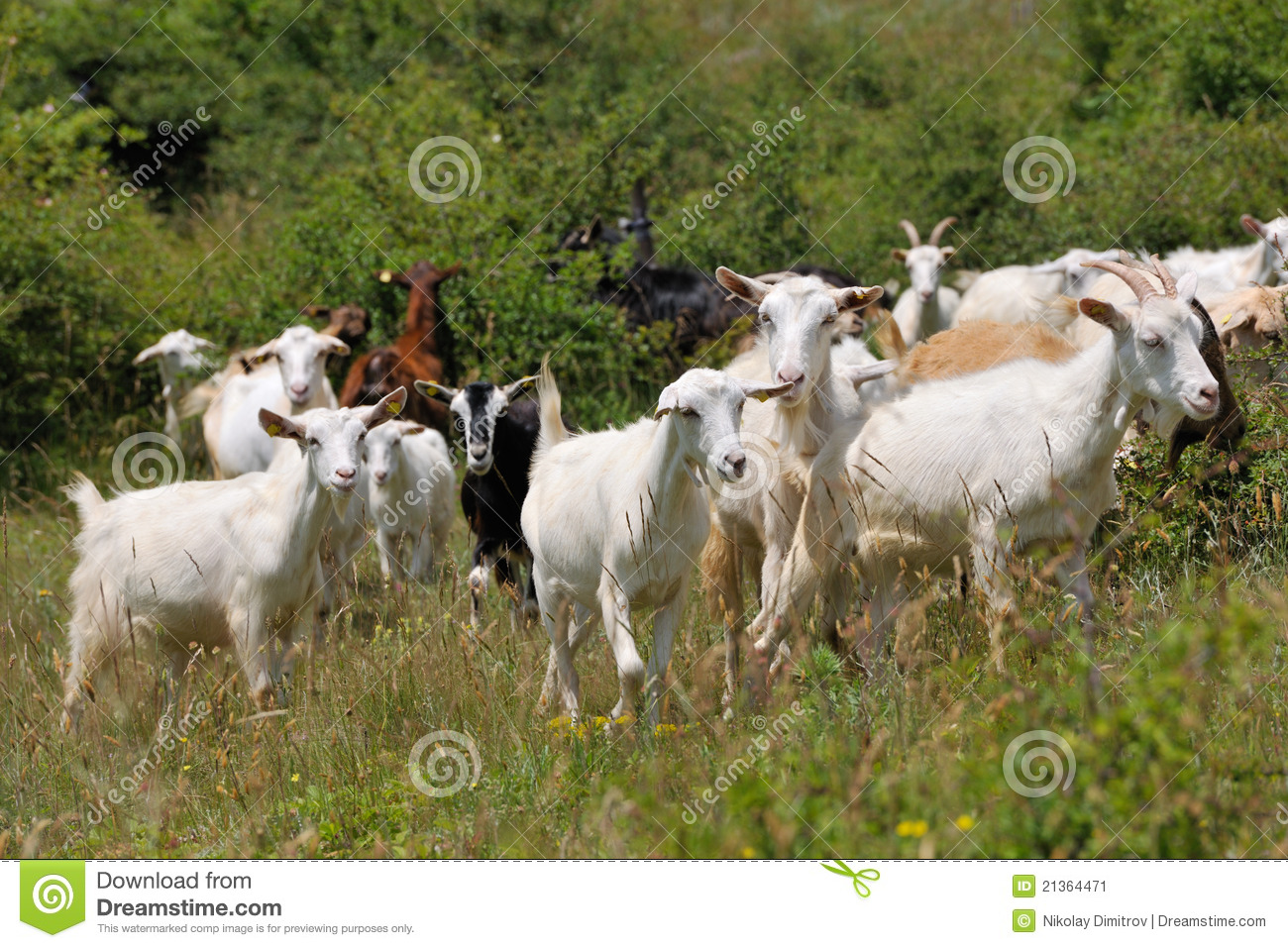 goat clipart herd goat