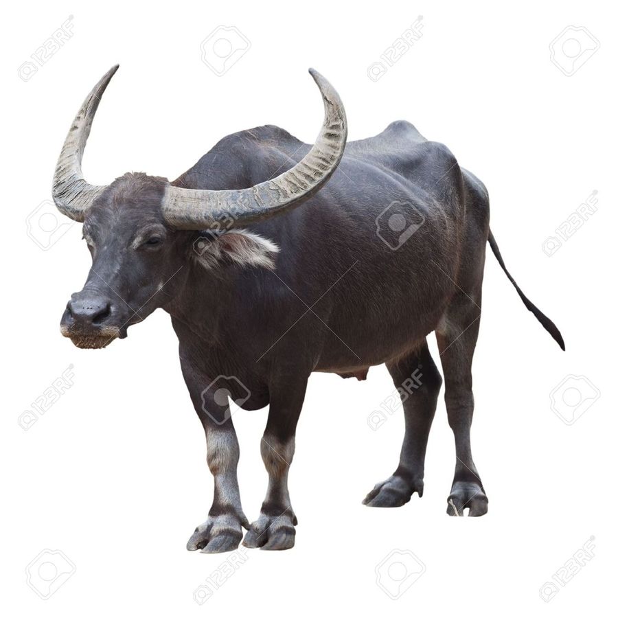 goat clipart kalabaw