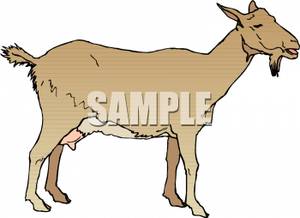 Royalty free picture . Goat clipart nanny goat