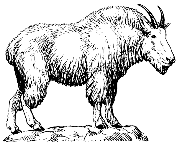 goat clipart public domain