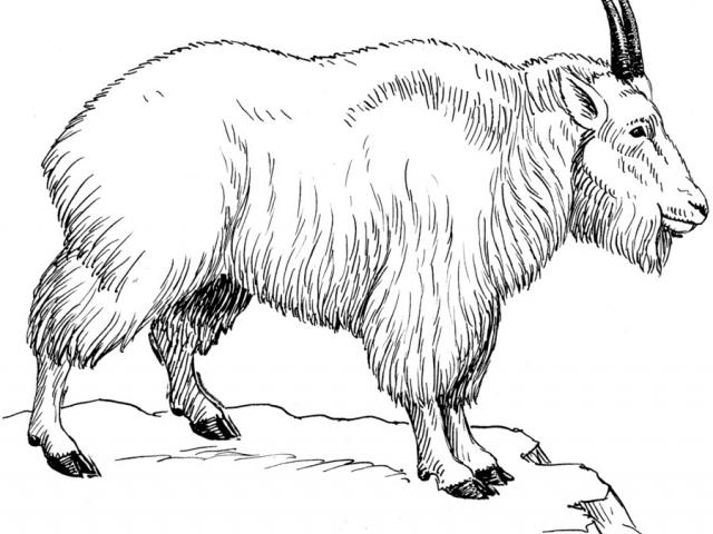Free mountain download clip. Goat clipart wild goat