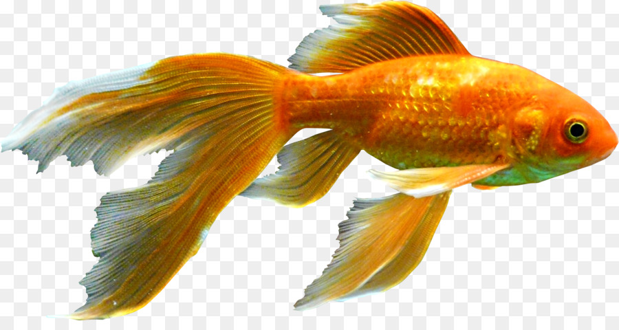 goldfish clipart 1 fish