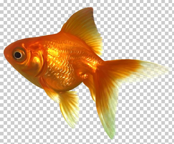 goldfish clipart 1 fish