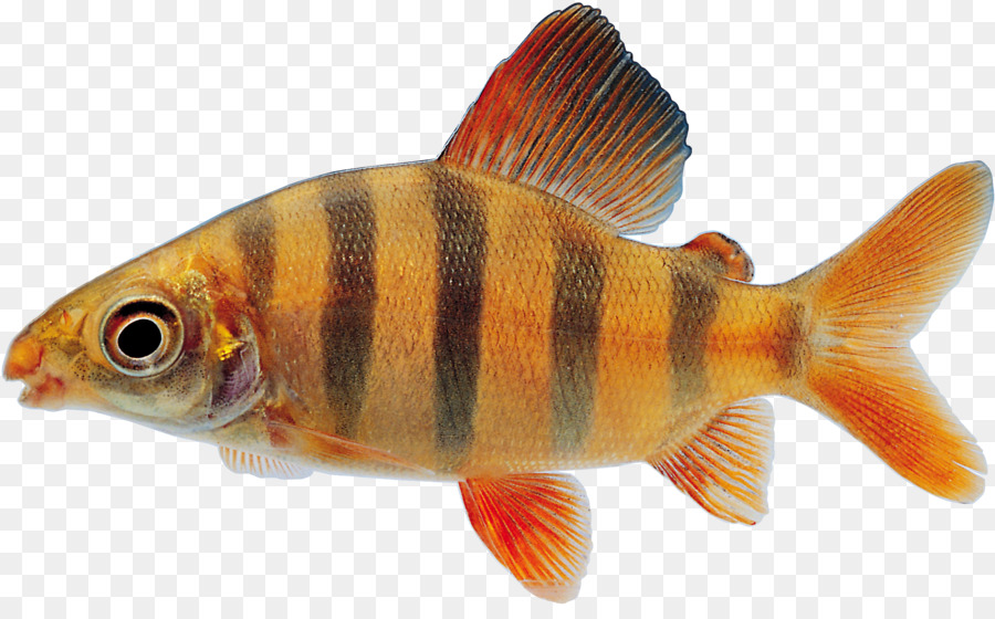 goldfish clipart aquarium fish