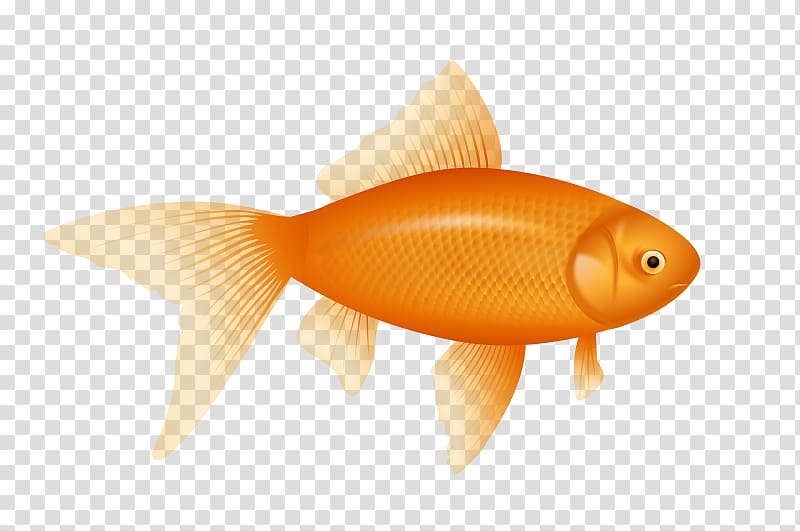 One fish two red. Goldfish clipart baby