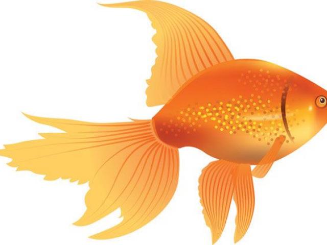 Goldfish clipart basic fish. Free download clip art