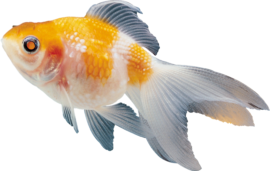 Goldfish clipart beautiful fish. Png transparent images free