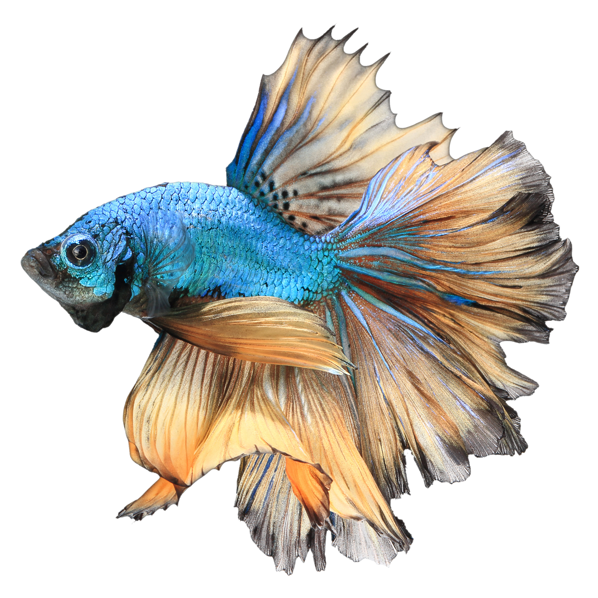 Red clipart betta fish. Png free download mart