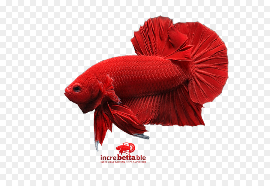 goldfish clipart beta fish