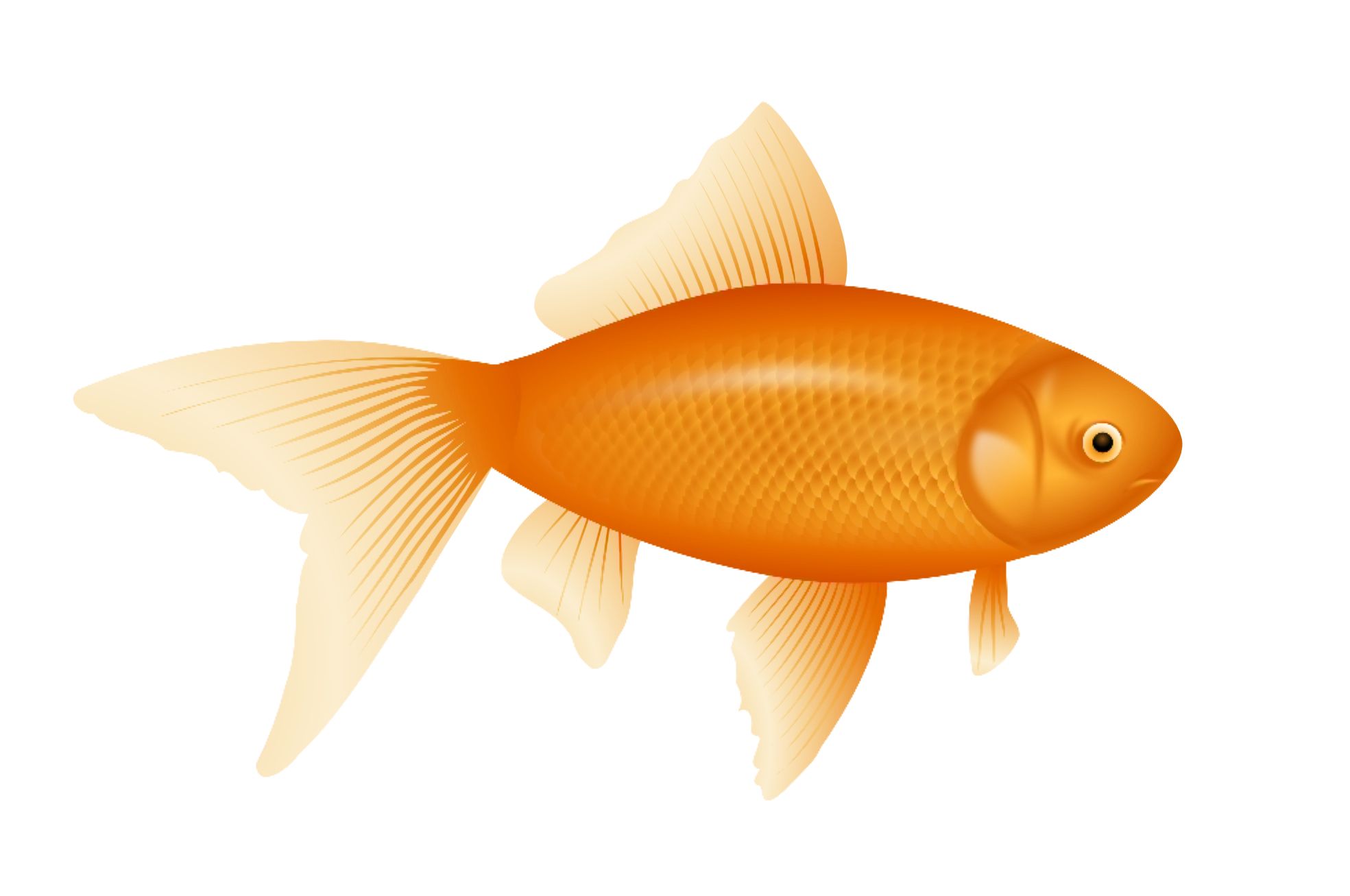 goldfish clipart circle shape