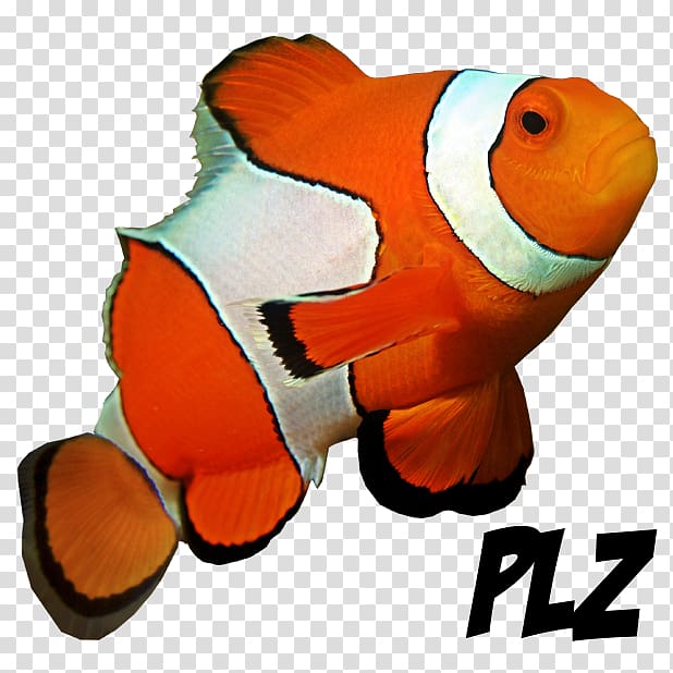 goldfish clipart clown fish