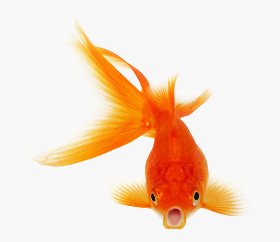 goldfish clipart crown