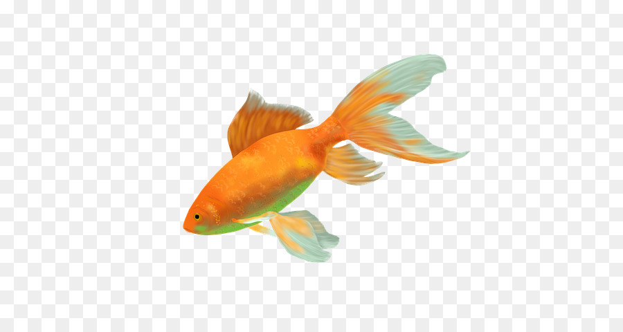 goldfish clipart different fish