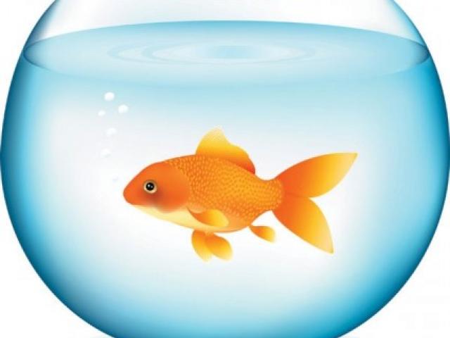 Goldfish clipart dorothy. Cliparts x making the