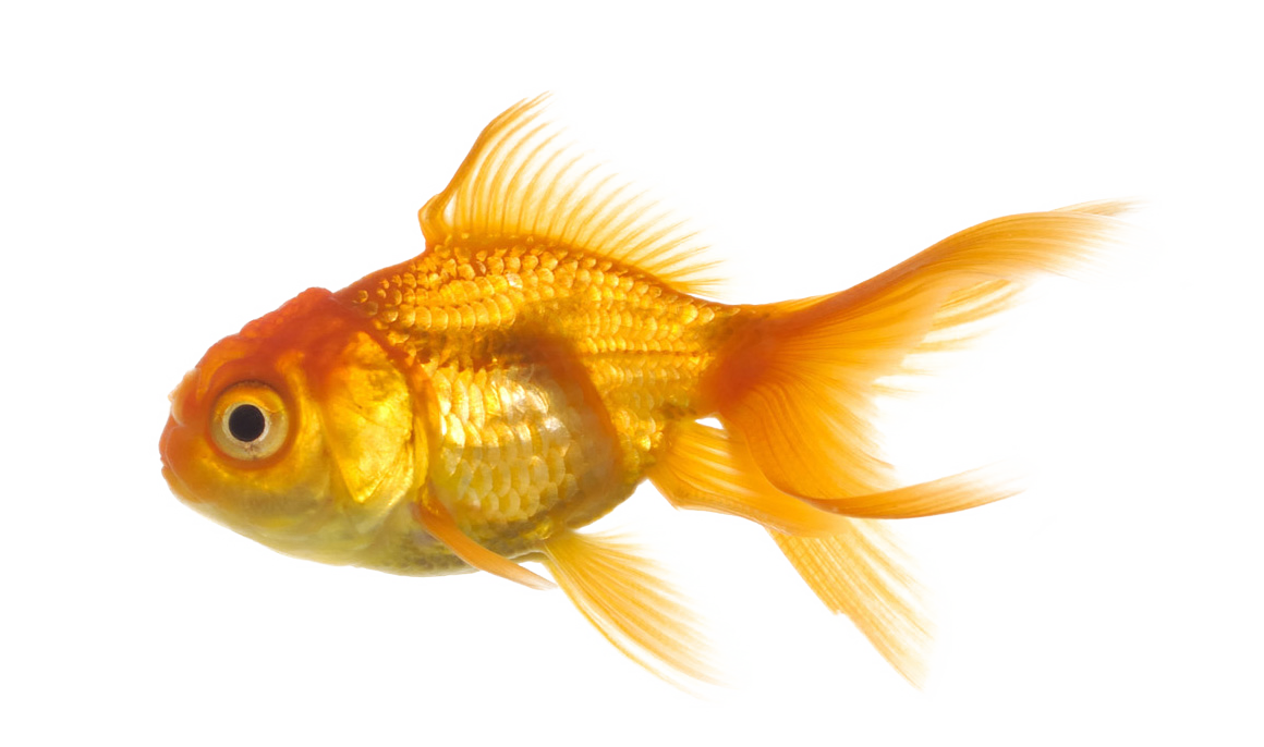 goldfish clipart exotic fish