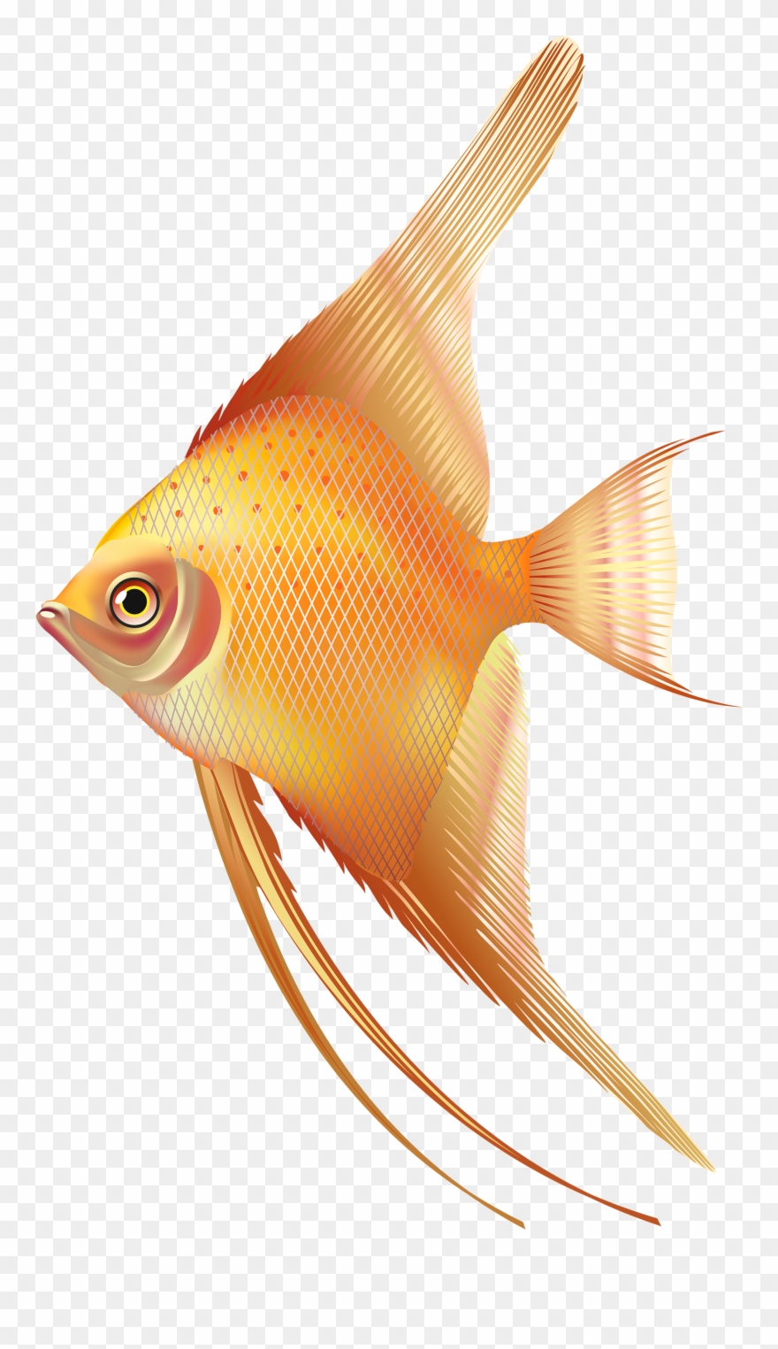 goldfish clipart exotic fish
