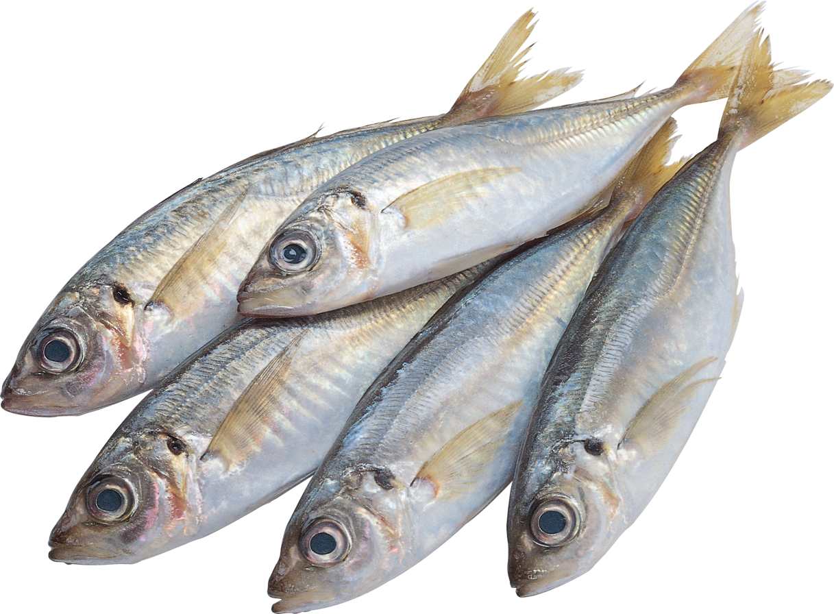 Png photo transparent free. Seafood clipart 4 fish