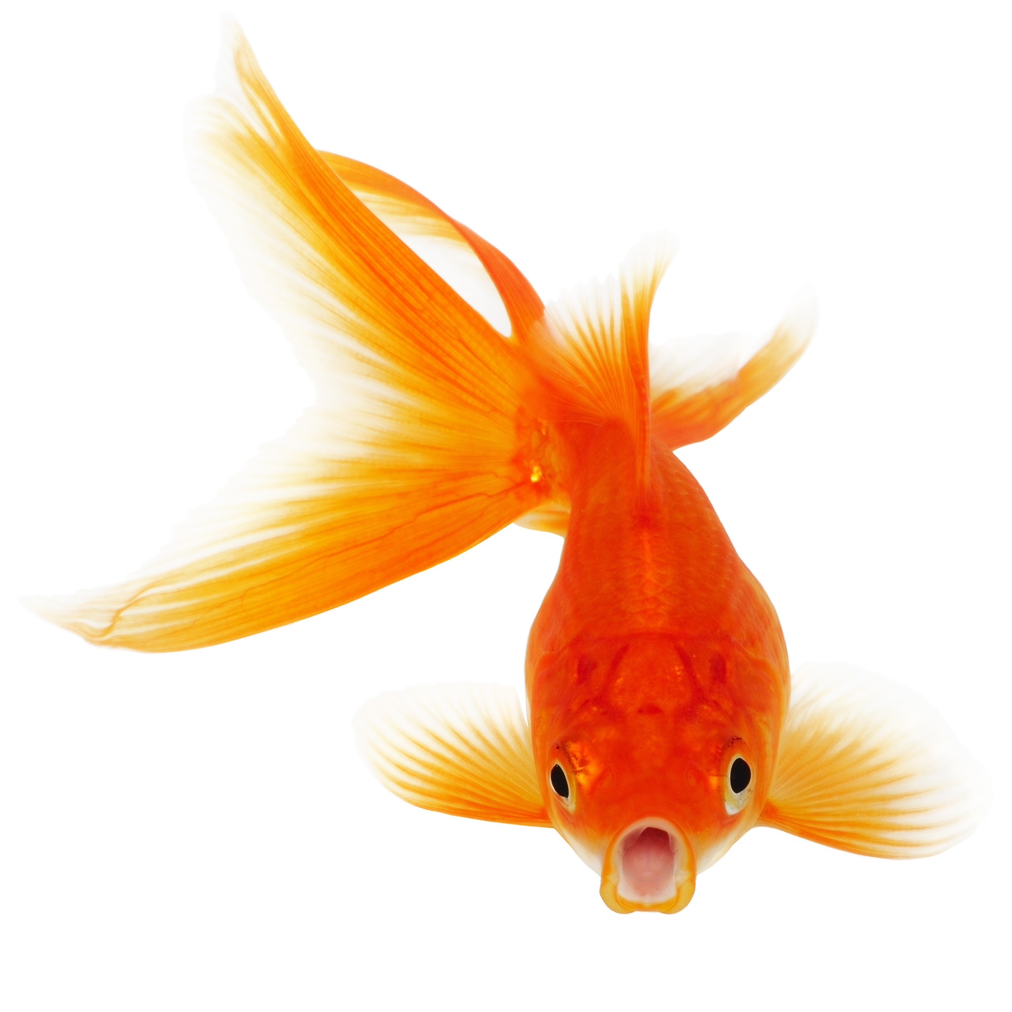 goldfish clipart fancy goldfish