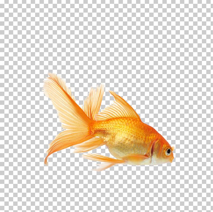 Goldfish clipart feed the fish. Koi carassius auratus aquarium