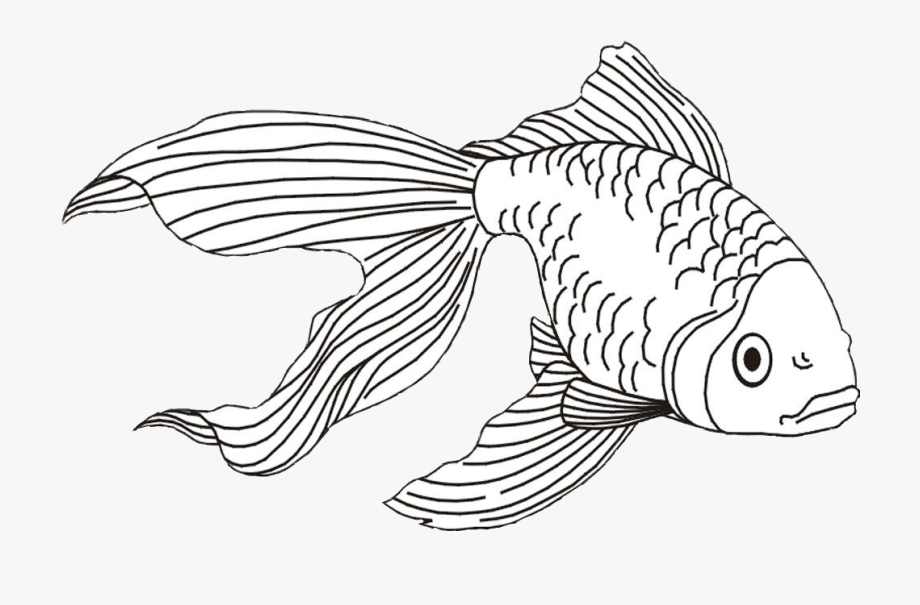 Beta fish realistic line. Goldfish clipart fishblack