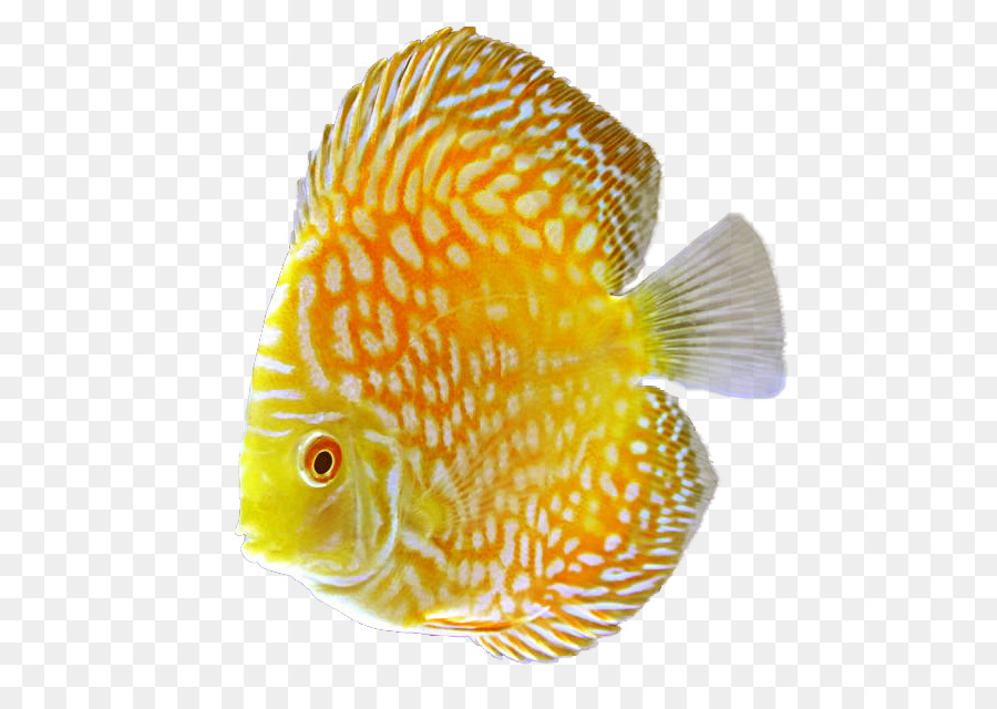 goldfish clipart marine fish