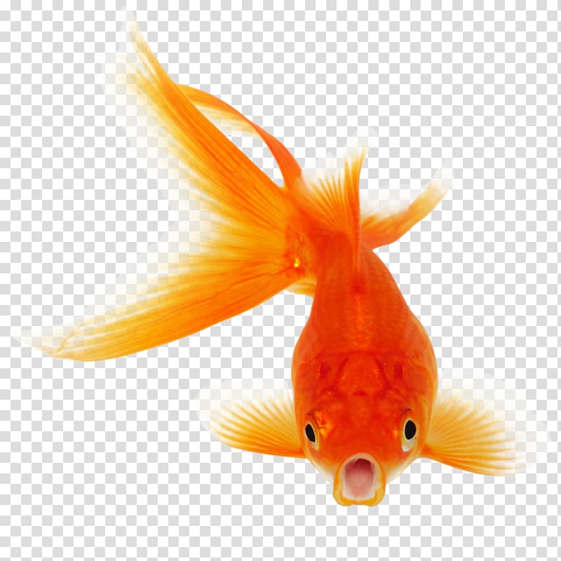goldfish clipart orange colored