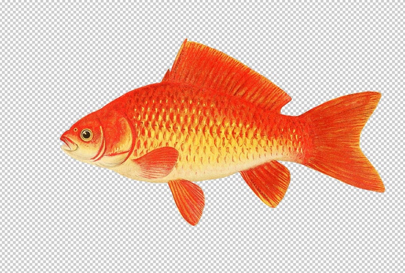 goldfish clipart printable
