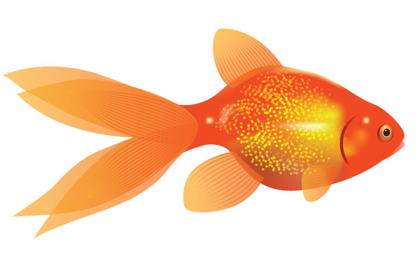 goldfish clipart real