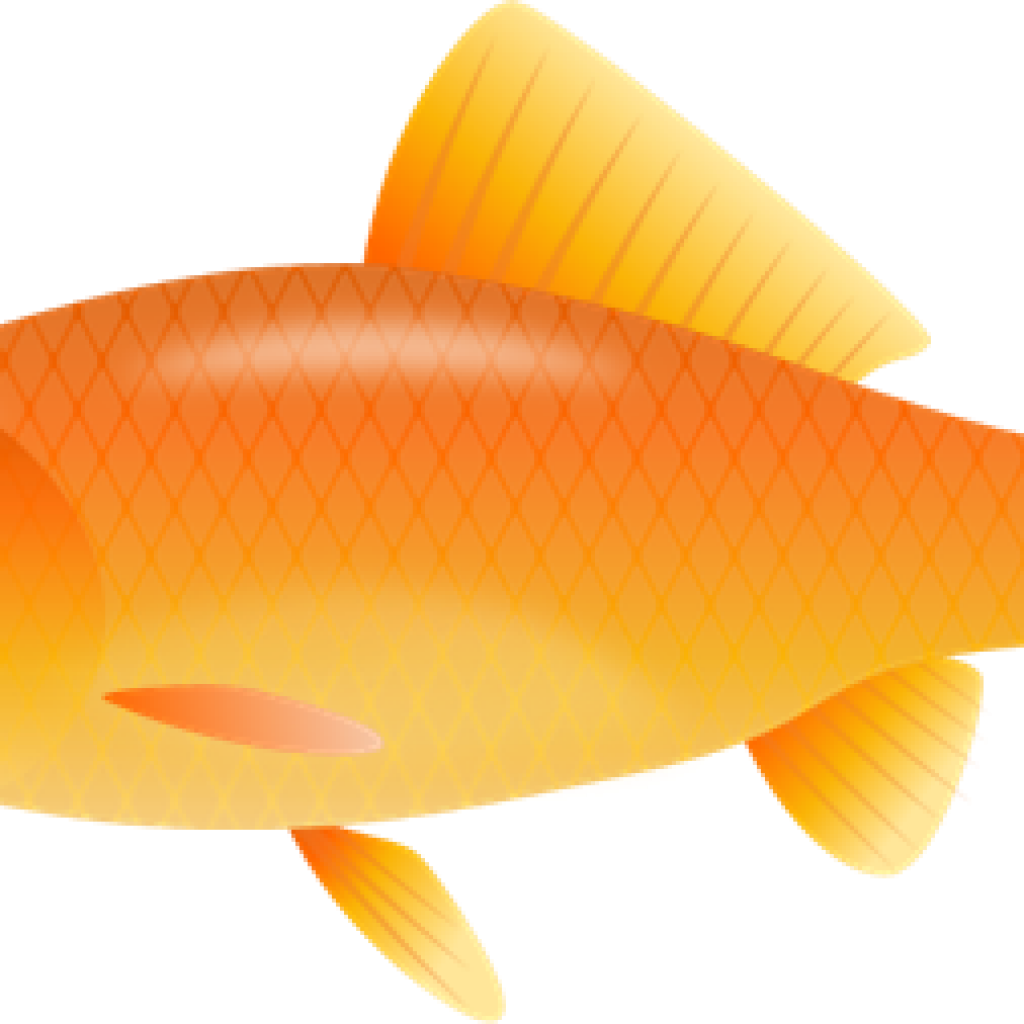 goldfish clipart real