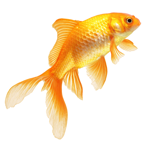 goldfish clipart real