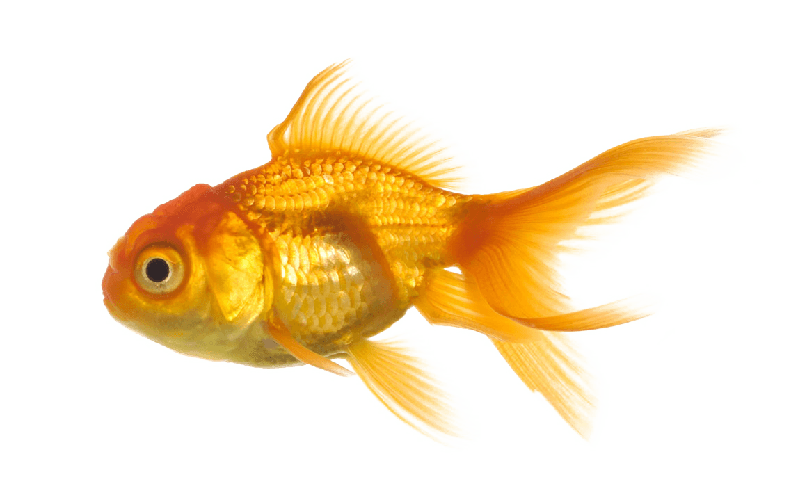 goldfish clipart real