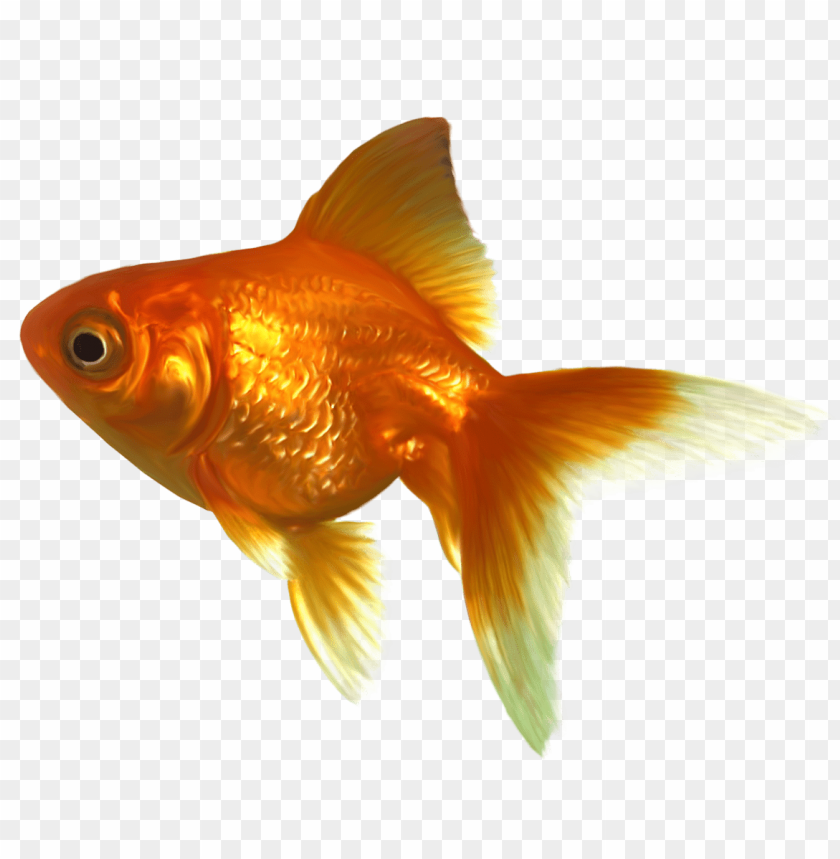 Download realistic png photo. Goldfish clipart real