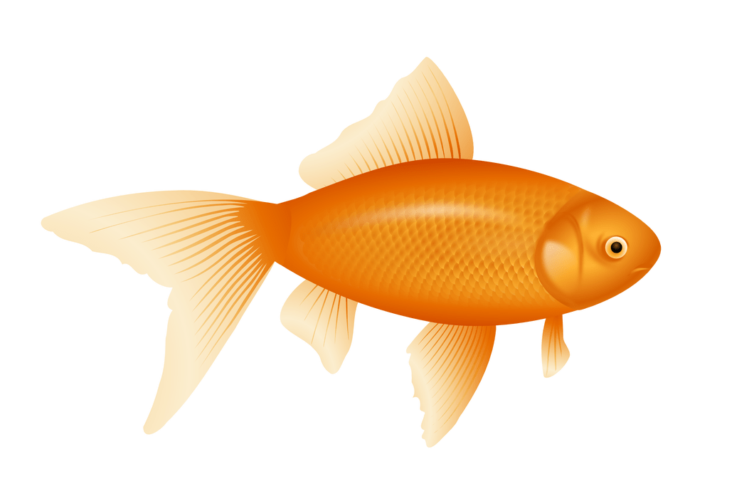 Golden fish images bestpicture. Goldfish clipart realistic