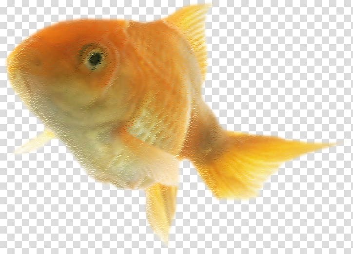 Feeder fish bony fishes. Goldfish clipart swimming animal
