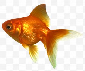Goldfish clipart swimming animal. Images png free 