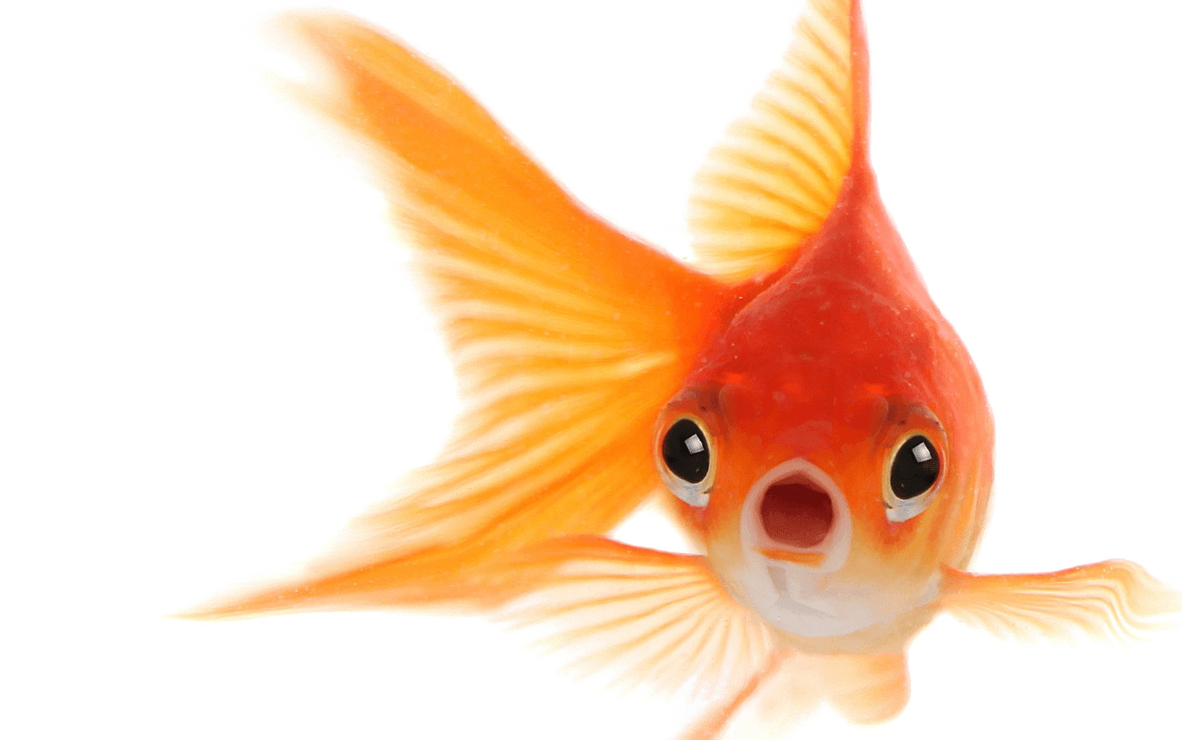 Png images free download. Goldfish clipart transparent background