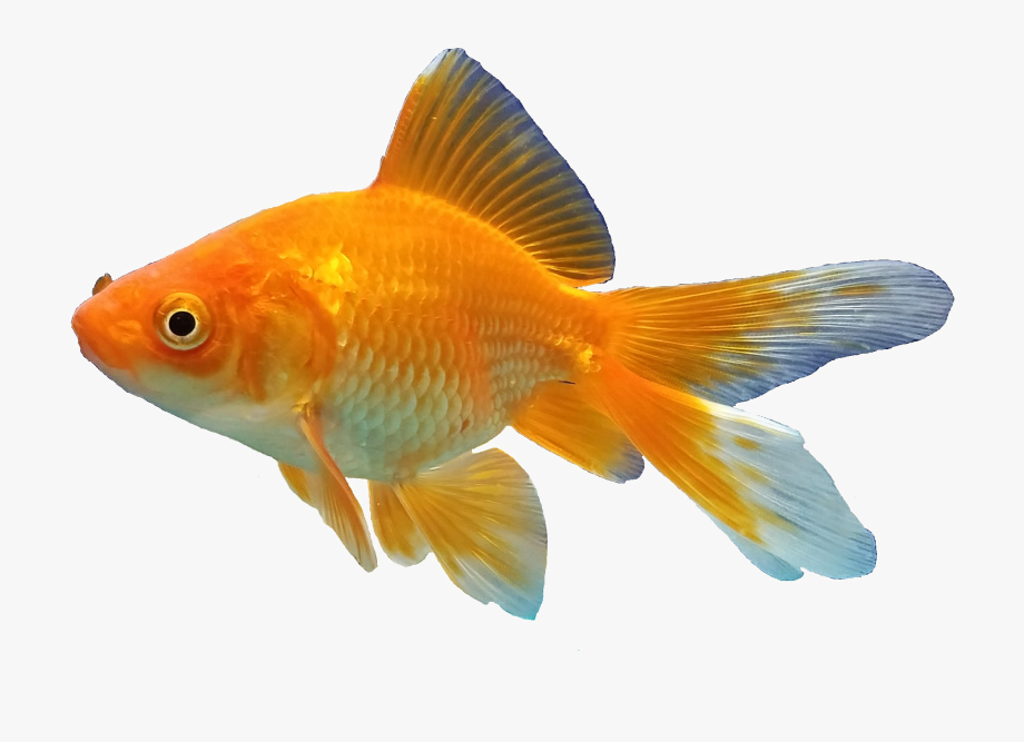 Goldfish clipart transparent background. Png gold fish 