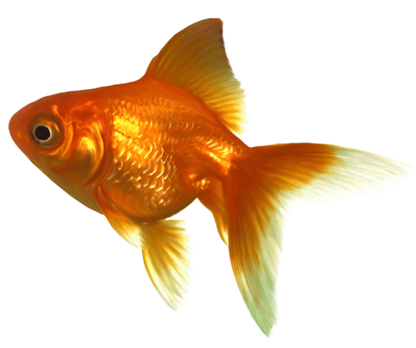 Realistic png free images. Goldfish clipart transparent background
